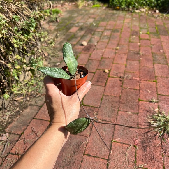 Hoya Sigillatis AH 001 sp. Borneo - Picture 8 of 11